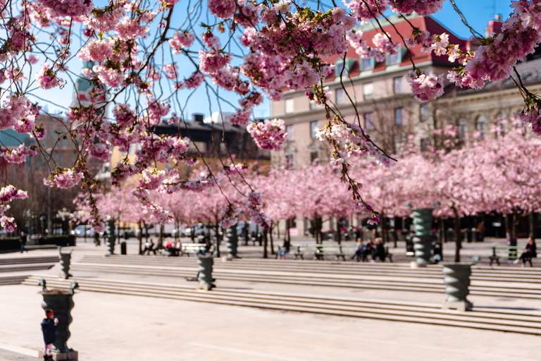 Spring in Stockholm. Blooming cherry blossoms against a ble spring sky.