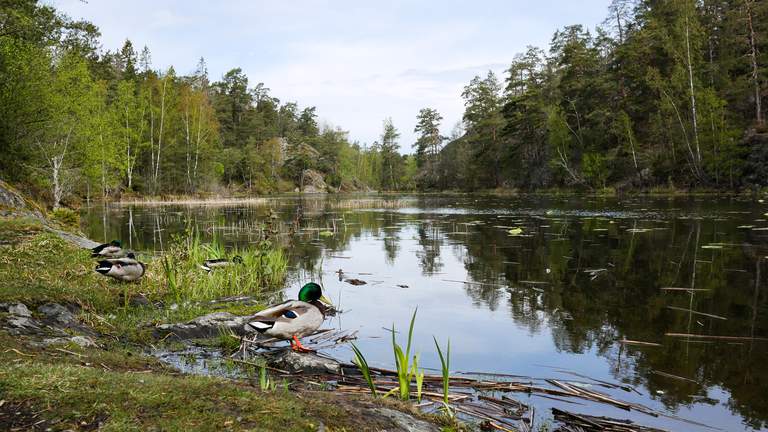 Nature in Stockholm. Ducks are resting by a lake in the Nacka nature reserve in southern Stockholm.