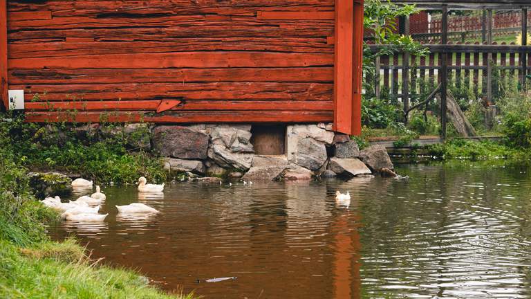 Activities in Stockholm. Ducks swimming in a pond at Akalla 4H farm in northern Stockholm.