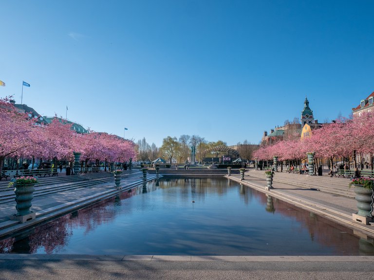 Two alleys with cherry trees in bloom with a pond between them.
