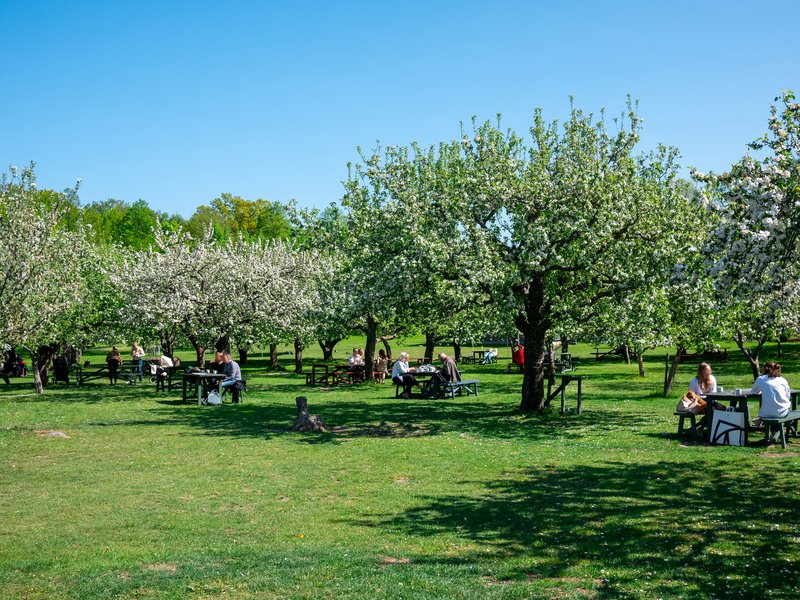 Rosendals Trädgård