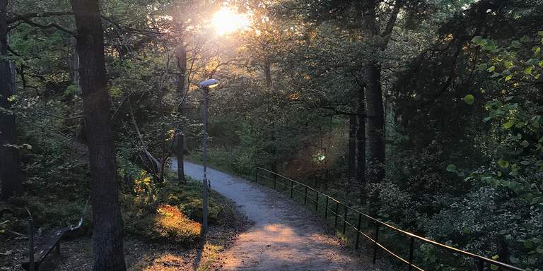 Lidingö i Stockholm, dagtid. Natur. Solen skinner in genom lövverket på en skogsväg.