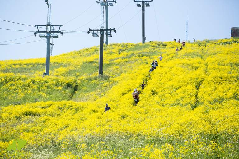 People running up the hill covered in yellow flowers.