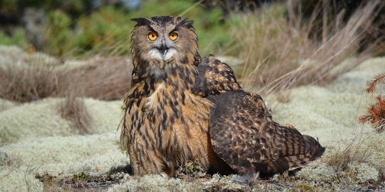 A picture of an eagle-owl in the Stockholm archipelago.
