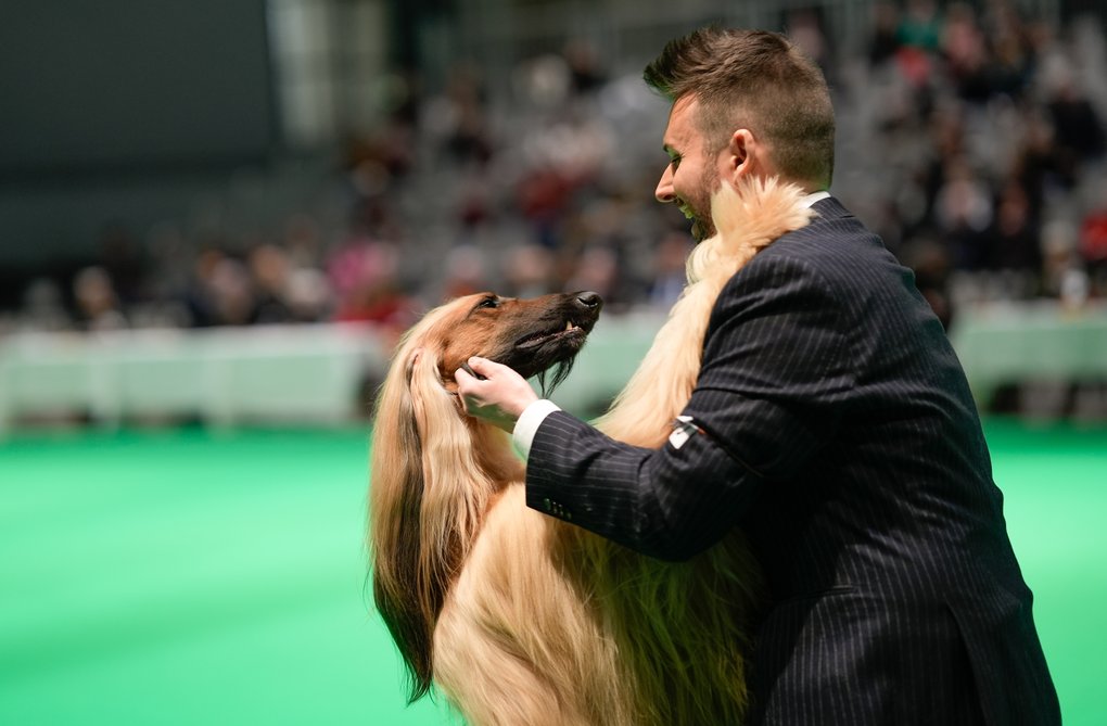 A man in a suit holds and embraces an Afghan Hound in a dog show ring.