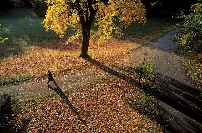 Höst i Stockholm. Drönarbild. En person syns promenera på Djurgården. På marken ligger gula och bruna löv.