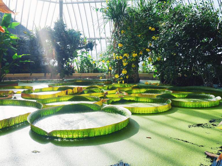 Attractions in Stockholm. Huge water lillies in a pond at the Bergius botanic garden.