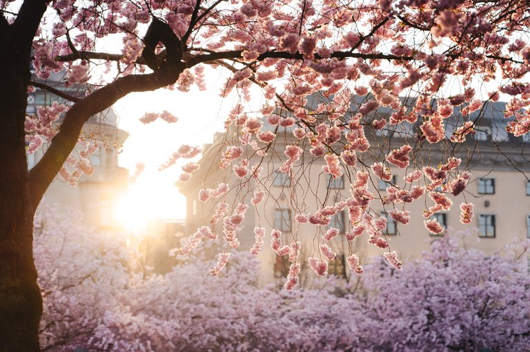 Cherry blossoms in soft morning light in central Stockholm, with the sun shining through the branches and light-colored buildings in the background.
