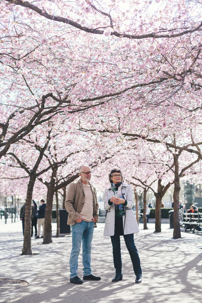 People in a park with blooming cherry trees.