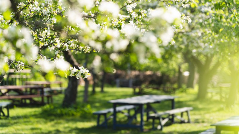 Rosendals trädgård vår