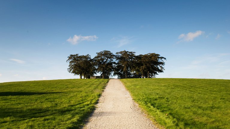 Green field, trees and road