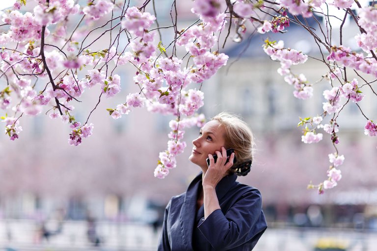 A woman talks on her mobile phone under the cherry blossoms at Kungsträdgården in Stockholm