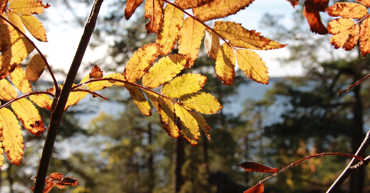 Autumn Half-Term Workshop: Create Your Own Face Mask