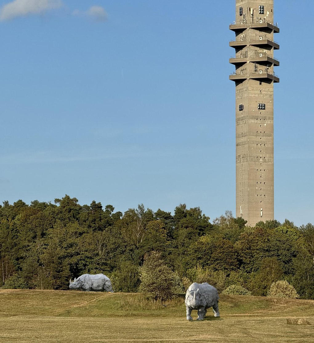 Rhinos Gardet.jpg