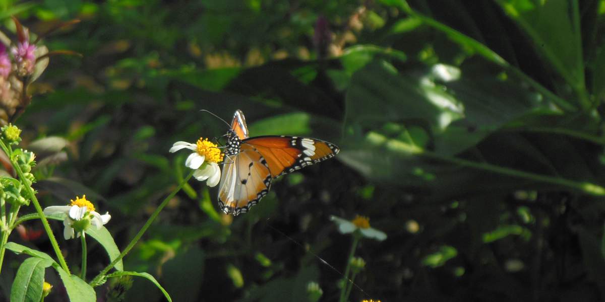 The Butterfly House Haga Ocean Visit Stockholm