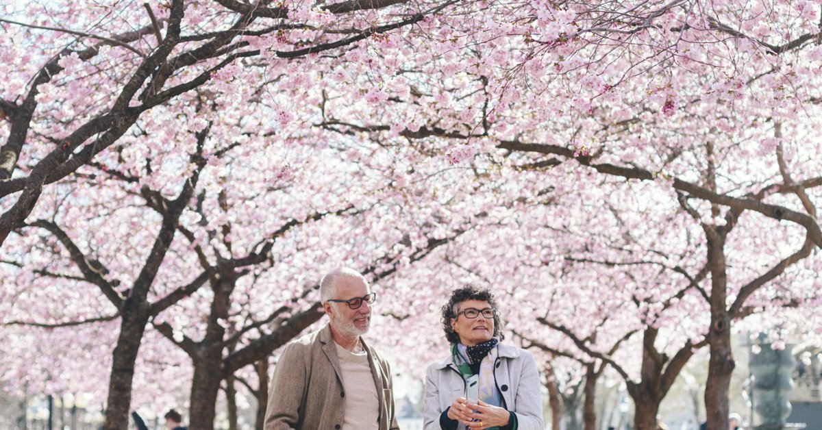Cherry Blossom Day at Kungsträdgården