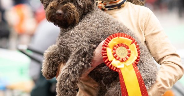 Club Shows leading up to European Dog Show 2026