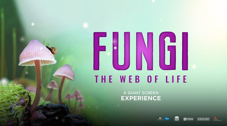 Fungi web2.jpg