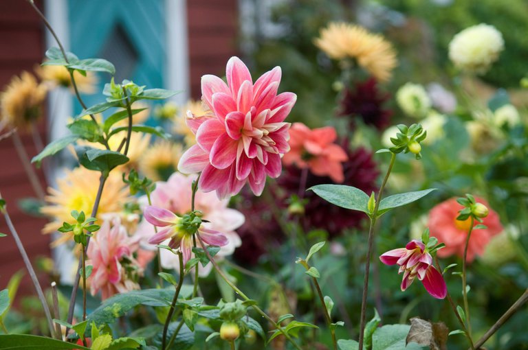 Flowers.