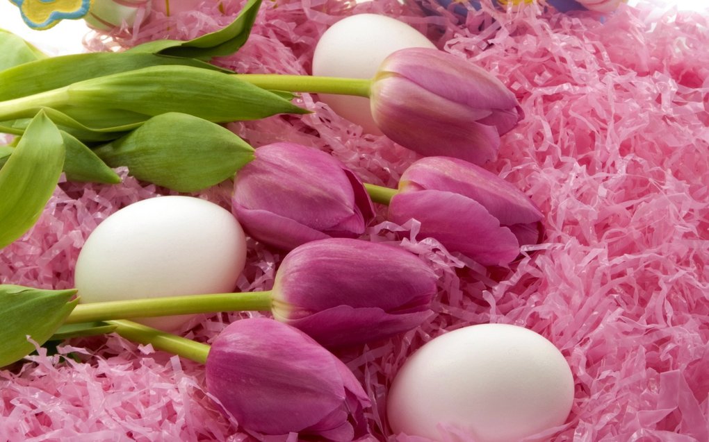 Tulips and eggs.