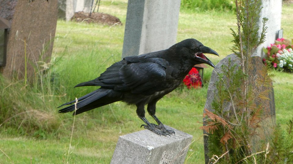 Fågelvandring på Skogskyrkogården med Tomas Bannerhed