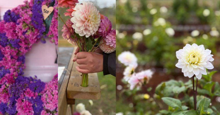 For all you dahlia lovers!