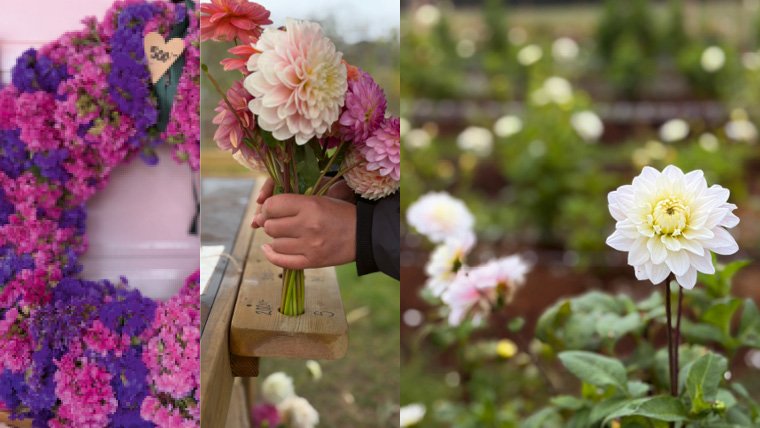 For all you dahlia lovers! 🌸