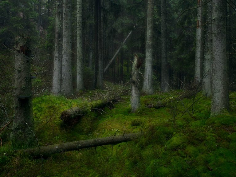 Skog - Mångfald-enfald-1 Jukka Lausmaa.jpg