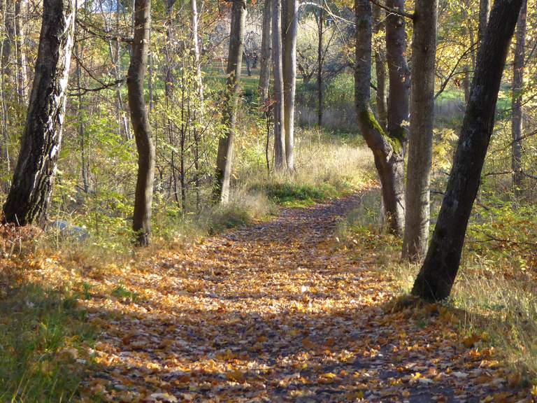 höstväg skog.JPG