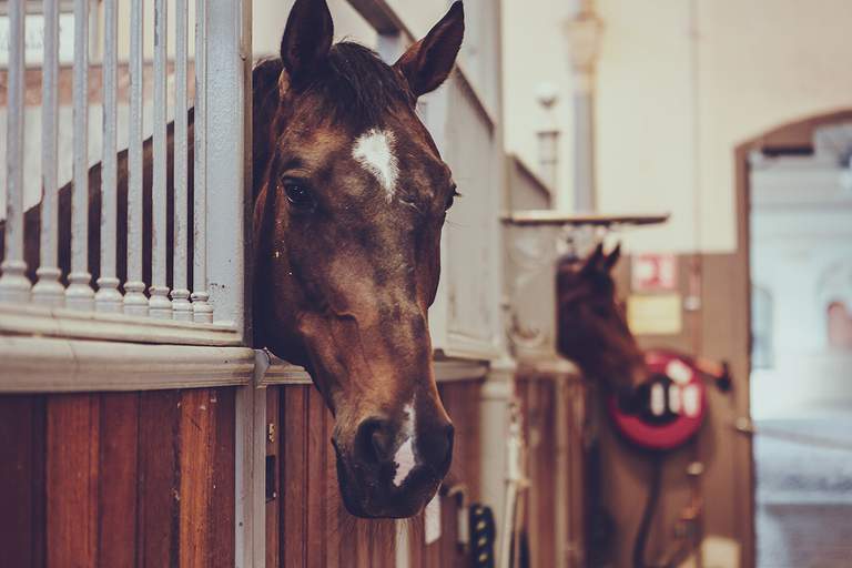 Horses in the stable.