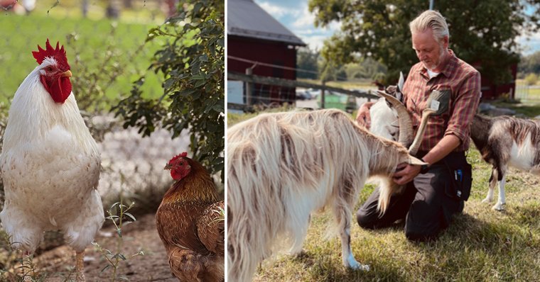 Animal tour and alpaca feeding