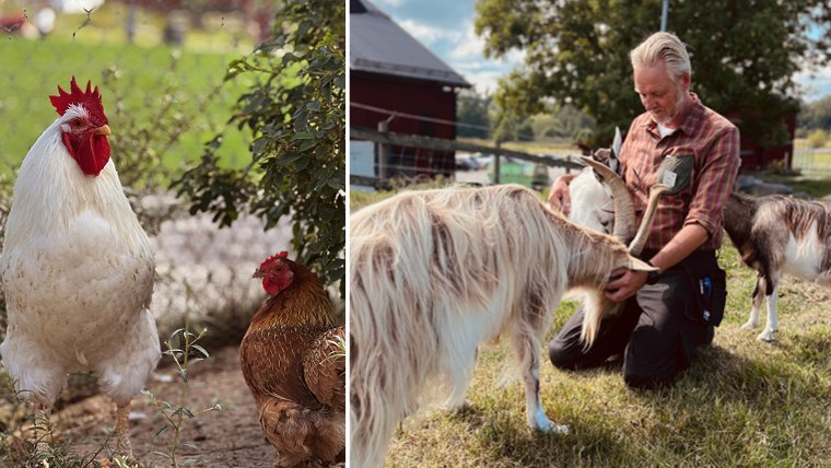 Animal tour and alpaca feeding