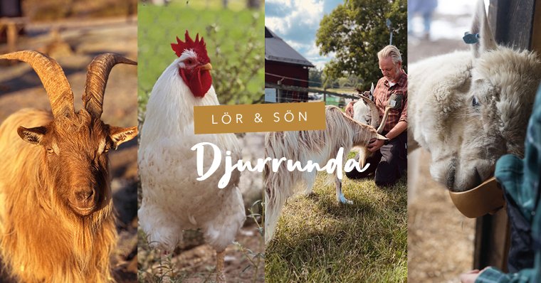 Weekend Animal Tour on the Siggesta Farm