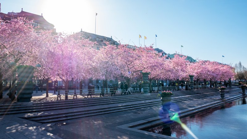 körsbär kungsträdgården