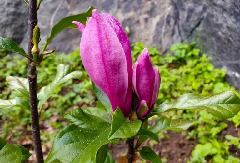 Magnolia Day to remember Tora Dahl
