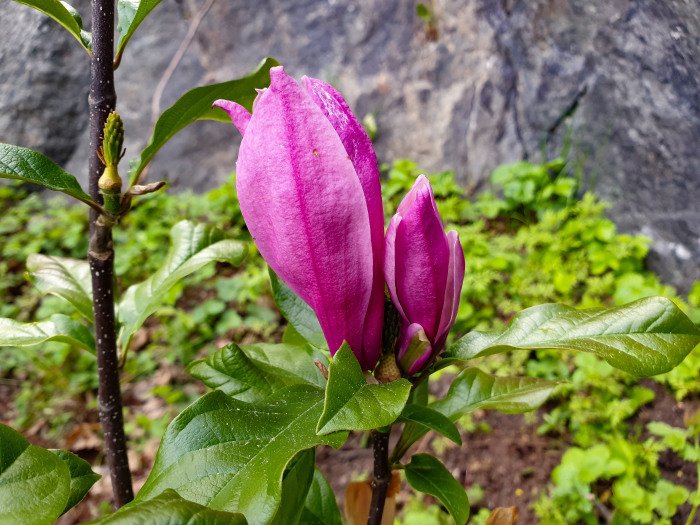 Magnolia Day to remember Tora Dahl