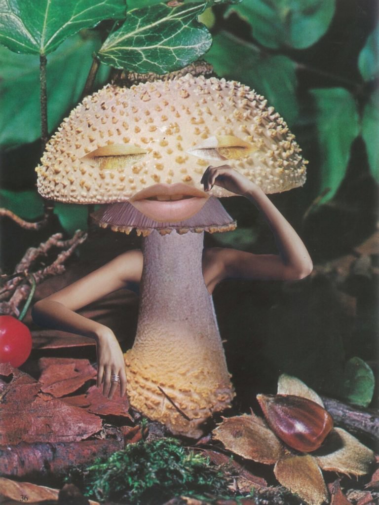 mindfulmushroom1_NPMWebb1000x1333-768x1024.jpg