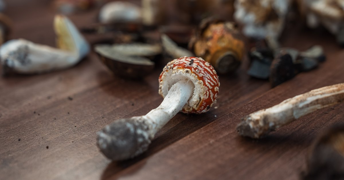 Mushroom Festival 2026