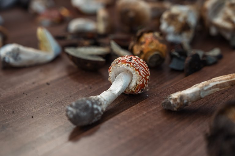 Mushroom Festival 2026