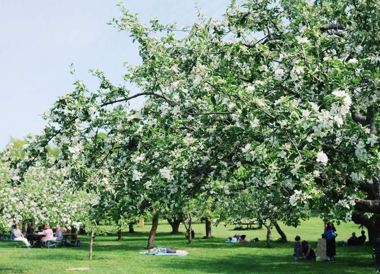 Två personer sitter i gräset och fikar i en blomstrande trädgård en solig sommardag