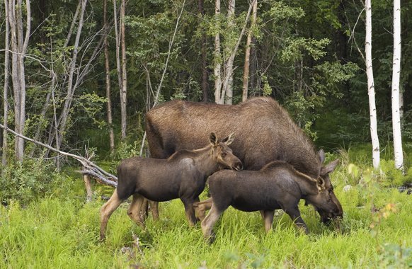 Wildlife - Home page copy.jpg