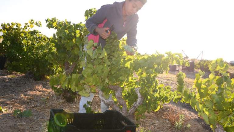 A person working at a vineyard.