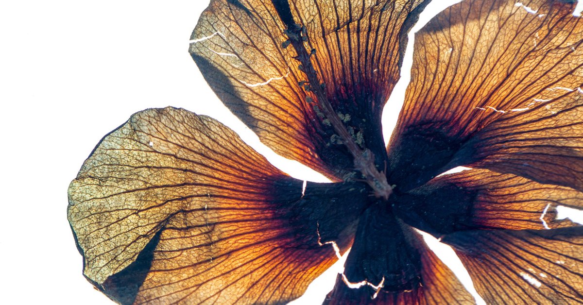 In Bloom: Art & Botany at Waldemarsudde