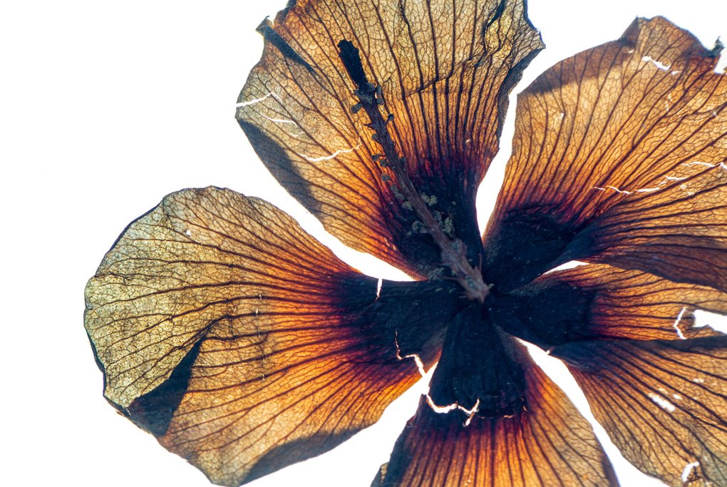 The Blooming of Art & Botany