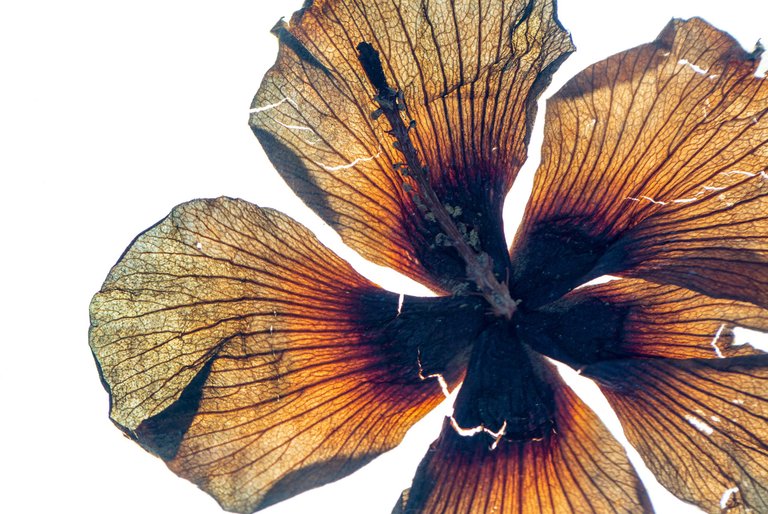 The Blooming of Art & Botany