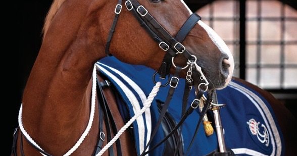 Tour of the stable and riding hall – Stockholm
