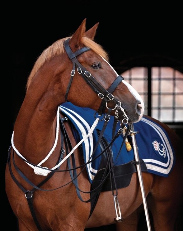 Tour of the stable and riding hall