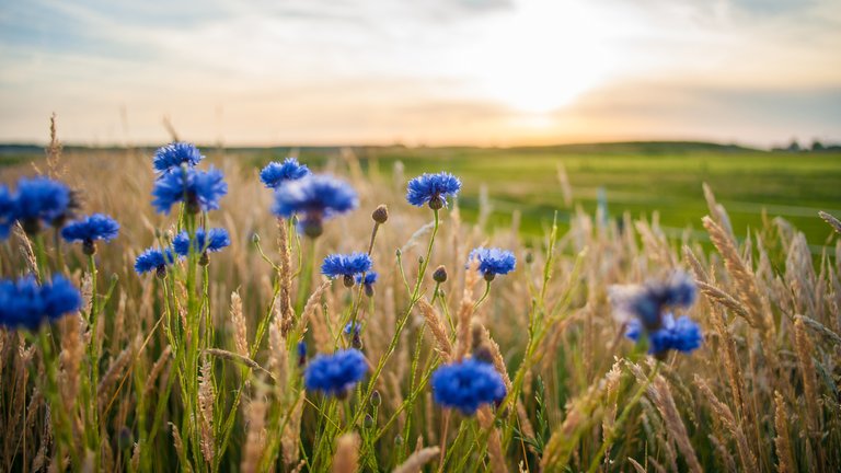 Where the Cornflower Built a Bridge
