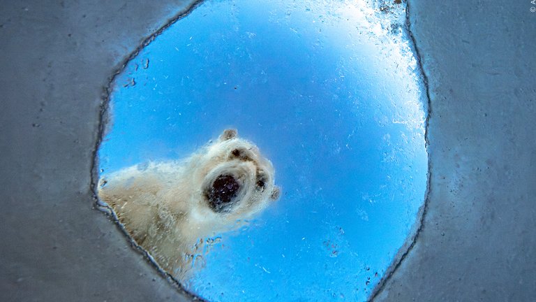 Wildlife Photographer of the Year_DN_bild web.jpg