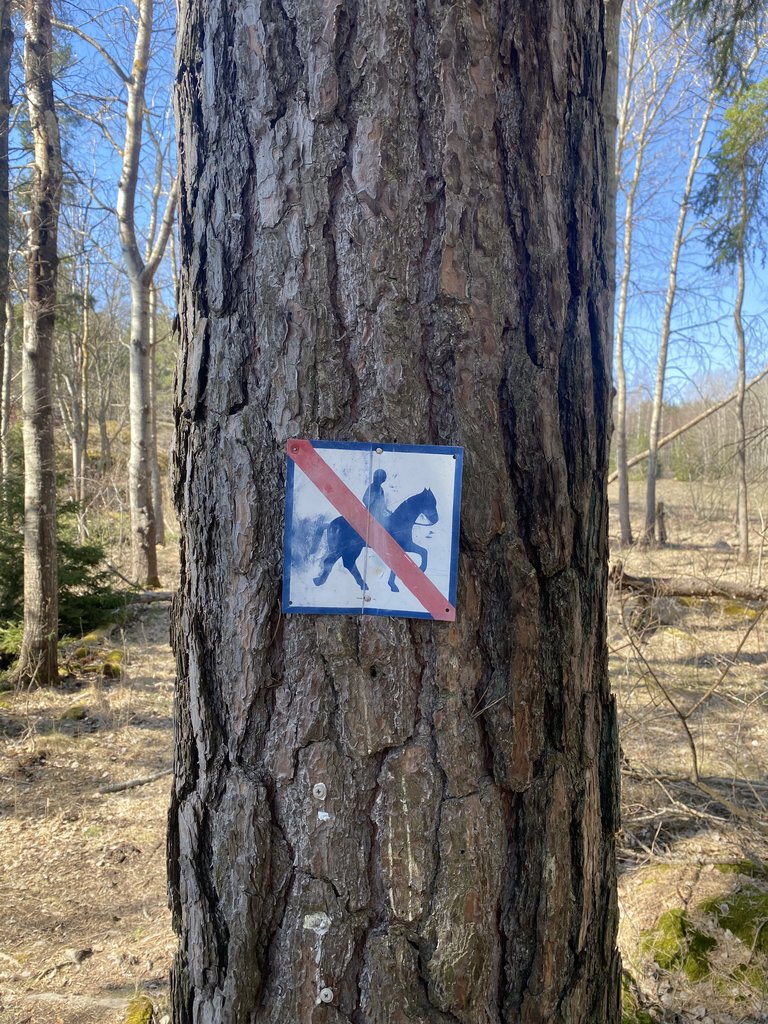 Writers in the Woods — Fornstigen Hike